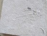 lot de 2 poissons fossile à dégager -KNIGHTIA et PRISCACARA