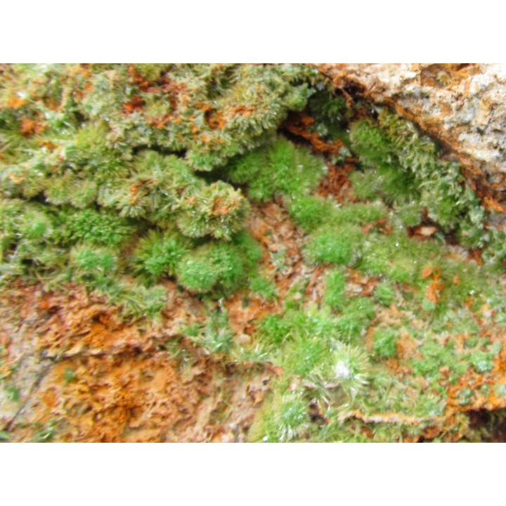 Pyromorphite  de Saint Salvy