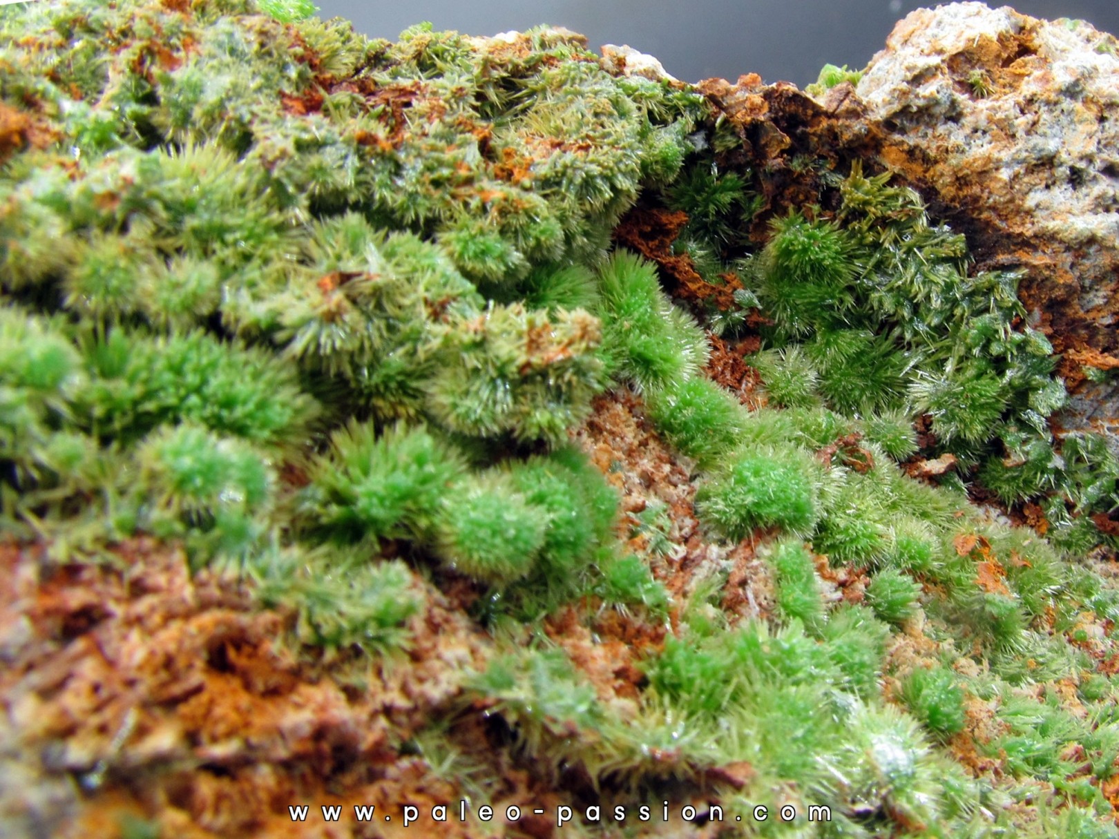 Pyromorphite from Saint Salvy