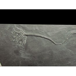 ophiure