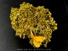 Pyromorphite "mustard touch" Les Farges, France