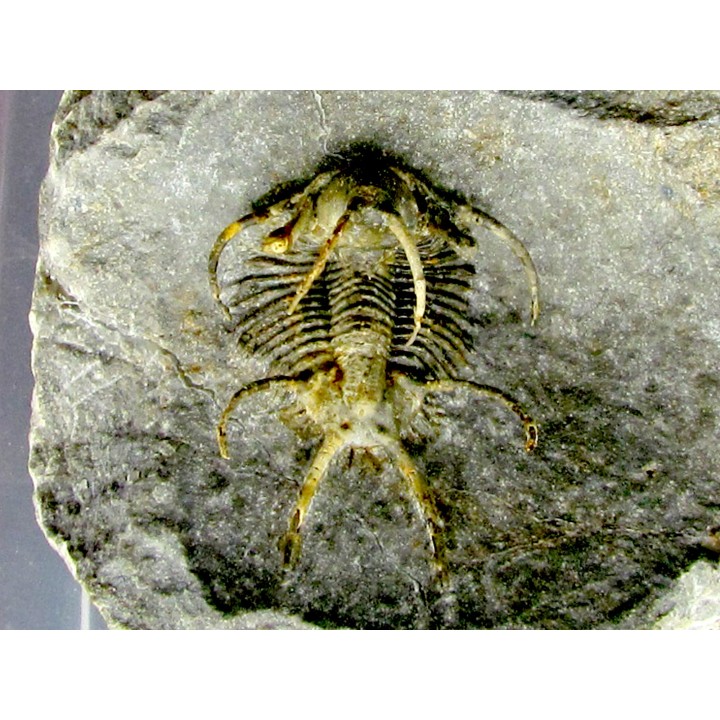 Ceratarges koumalii