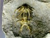Ceratarges koumalii