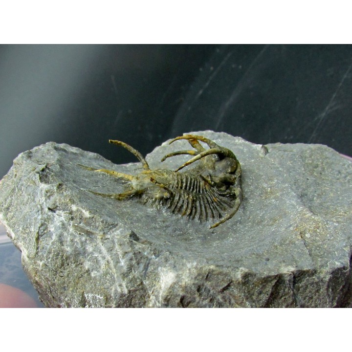 Ceratarges koumalii