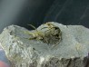 Ceratarges koumalii