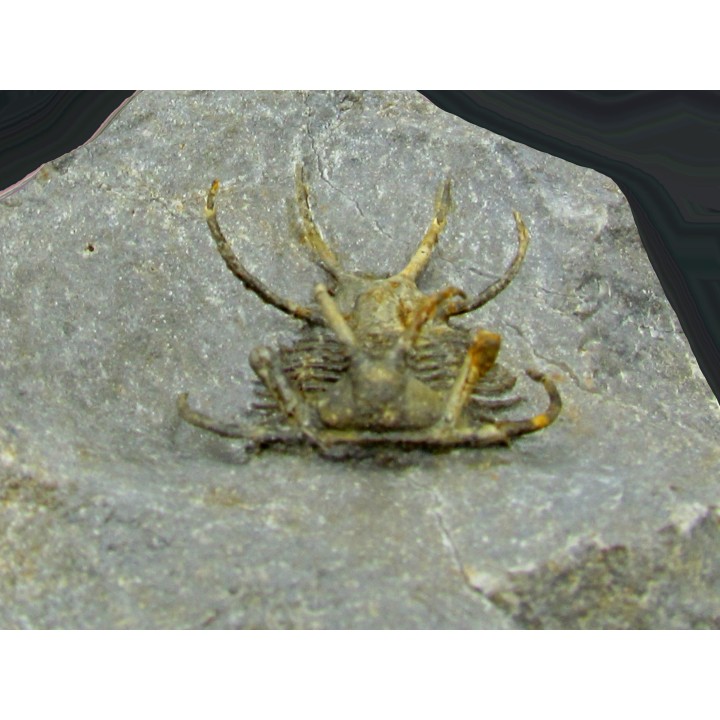 Ceratarges koumalii