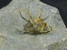 Ceratarges koumalii