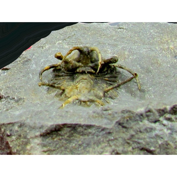 Ceratarges koumalii