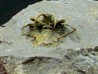 Ceratarges koumalii