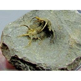 Ceratarges koumalii