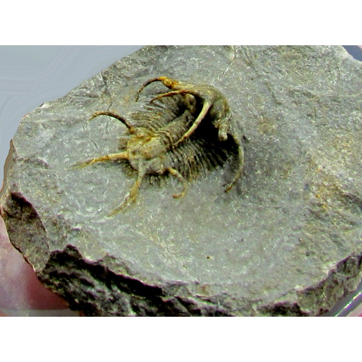 Ceratarges koumalii