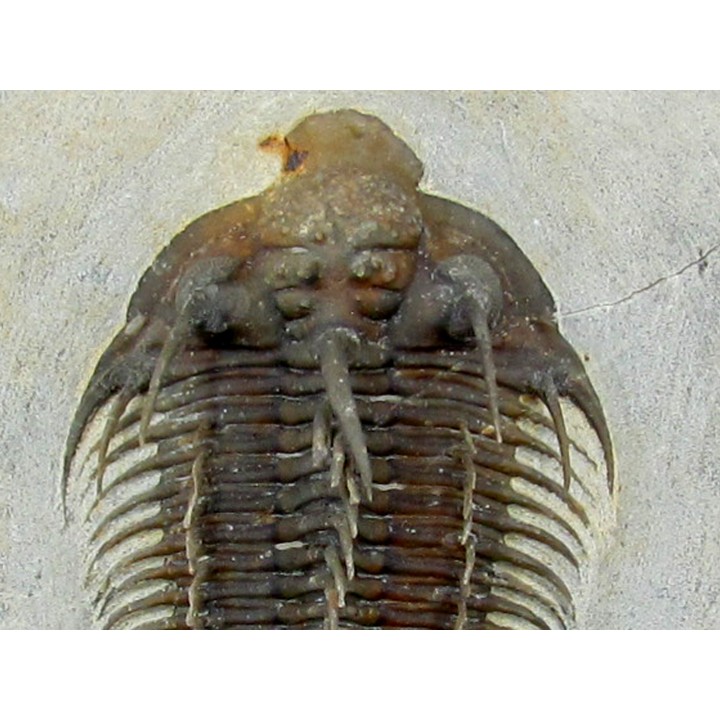 Comura bultyncki  -  jbel Oufatene - Maroc