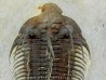 Comura bultyncki - jbel Oufatene - Maroc