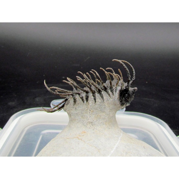 Koneprusia sp.  -  jbel Oufatene - Maroc