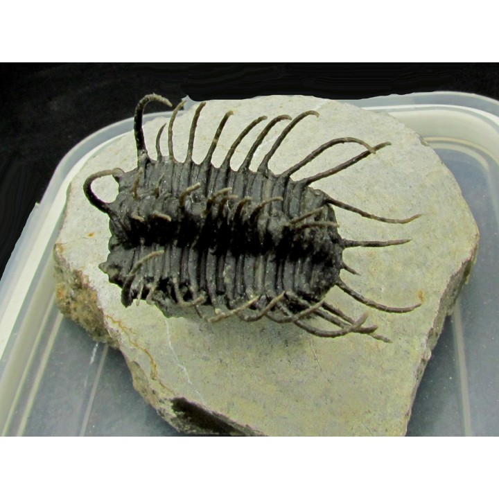 Koneprusia sp.  -  jbel Oufatene - Maroc