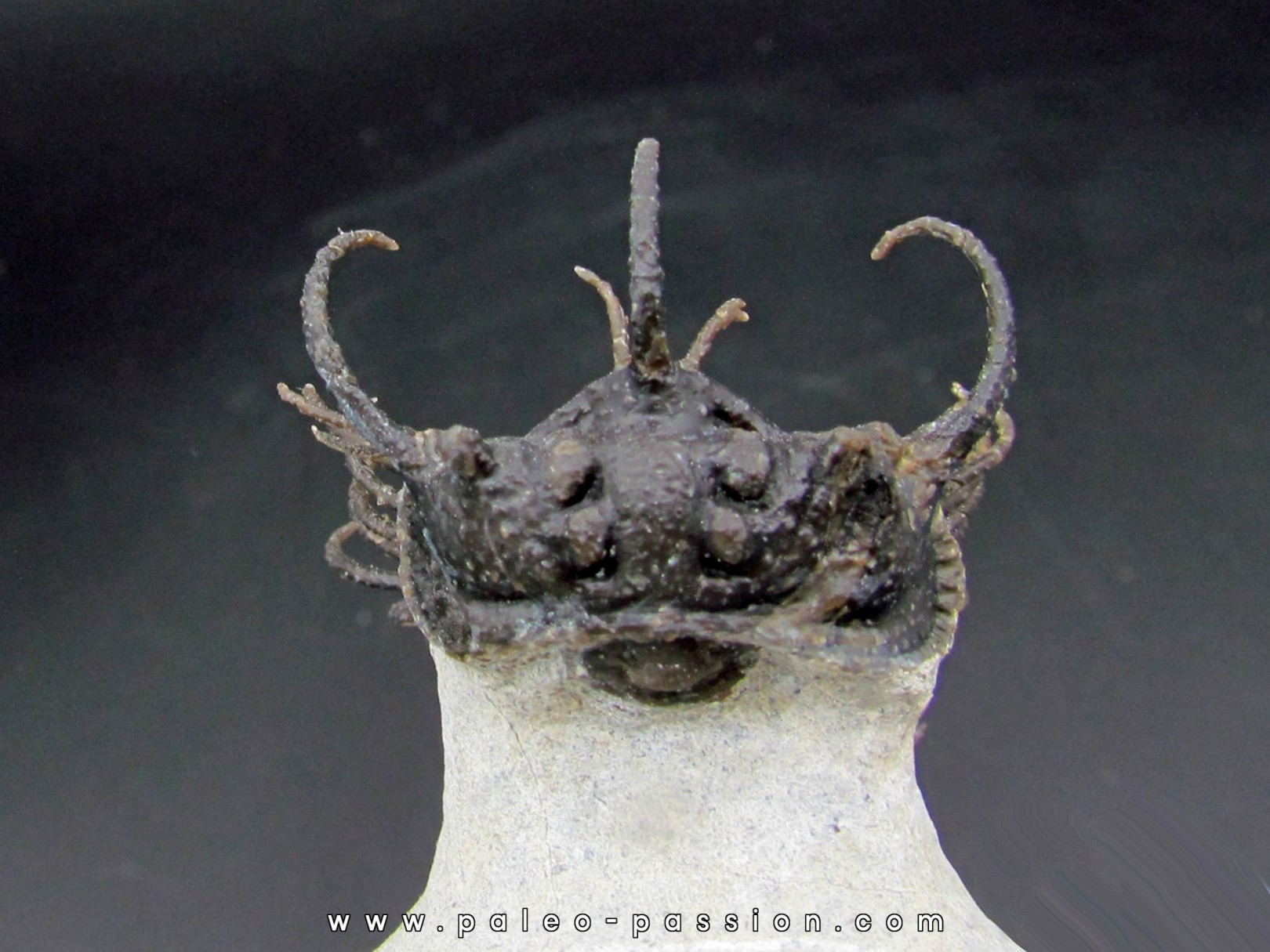 Koneprusia sp. - jbel Oufatene - Morocco