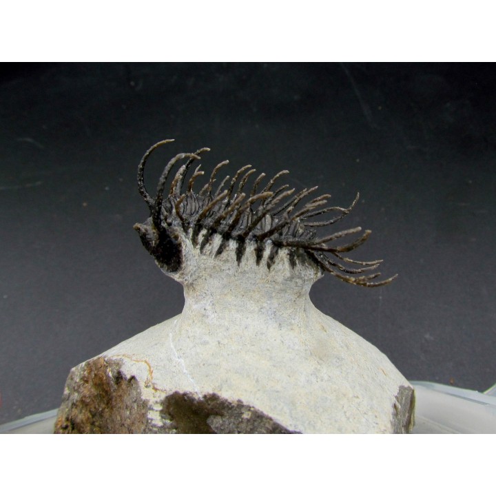 Koneprusia sp.   -  jbel Oufatene - Morocco