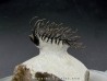 Koneprusia sp.  -  jbel Oufatene - Maroc