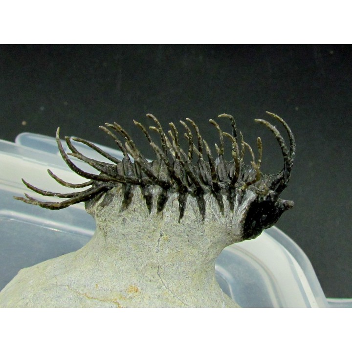 Koneprusia sp.   -  jbel Oufatene - Morocco