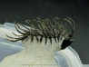 Koneprusia sp.  -  jbel Oufatene - Maroc