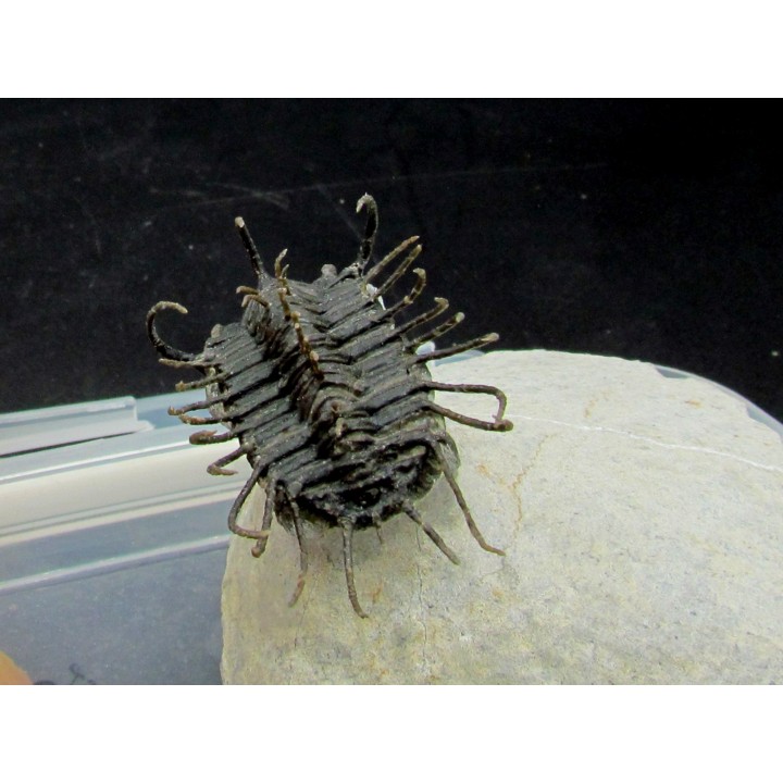 Koneprusia sp.  -  jbel Oufatene - Maroc