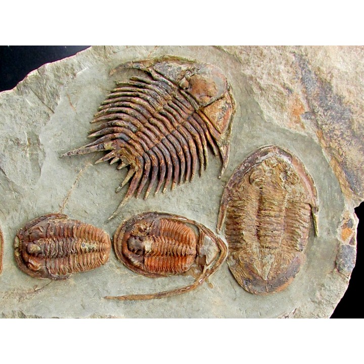 Foulonia sp. - Asaphellus - Euloma sp.  ordovician , Morocco