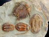 Foulonia sp. - Asaphellus - Euloma sp. ordovician , Morocco