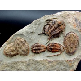 Foulonia sp. - Asaphellus - Euloma sp.  ordovician , Morocco
