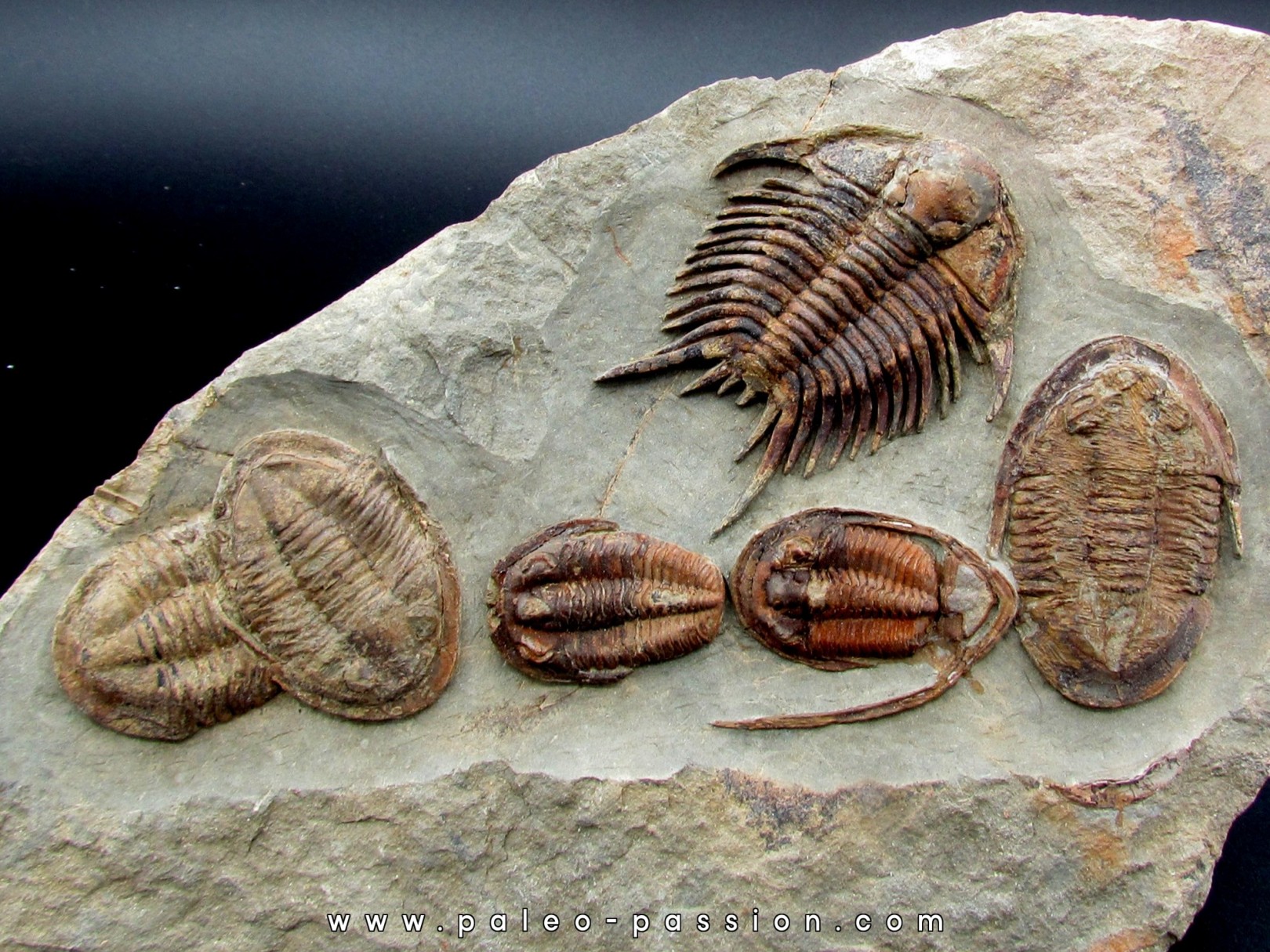 Foulonia sp. Asaphellus Euloma sp. ordovicien Zagora, Maroc