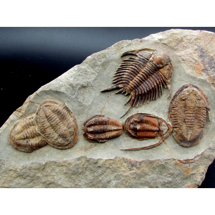 Foulonia sp. Asaphellus  Euloma sp.  ordovicien  Zagora, Maroc