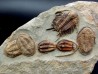 Foulonia sp. Asaphellus Euloma sp. ordovicien Zagora, Maroc