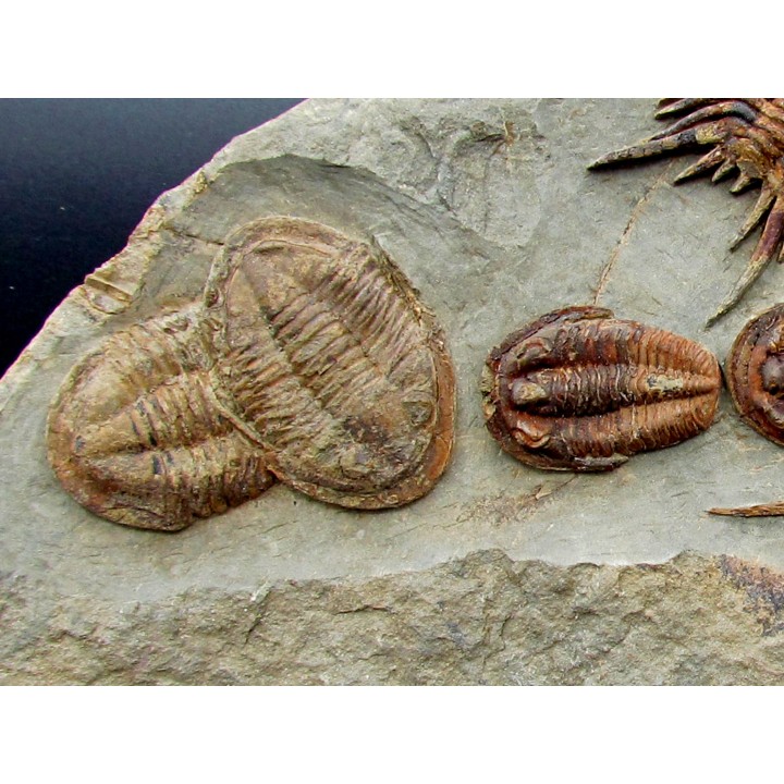 Foulonia sp. - Asaphellus - Euloma sp.  ordovician , Morocco