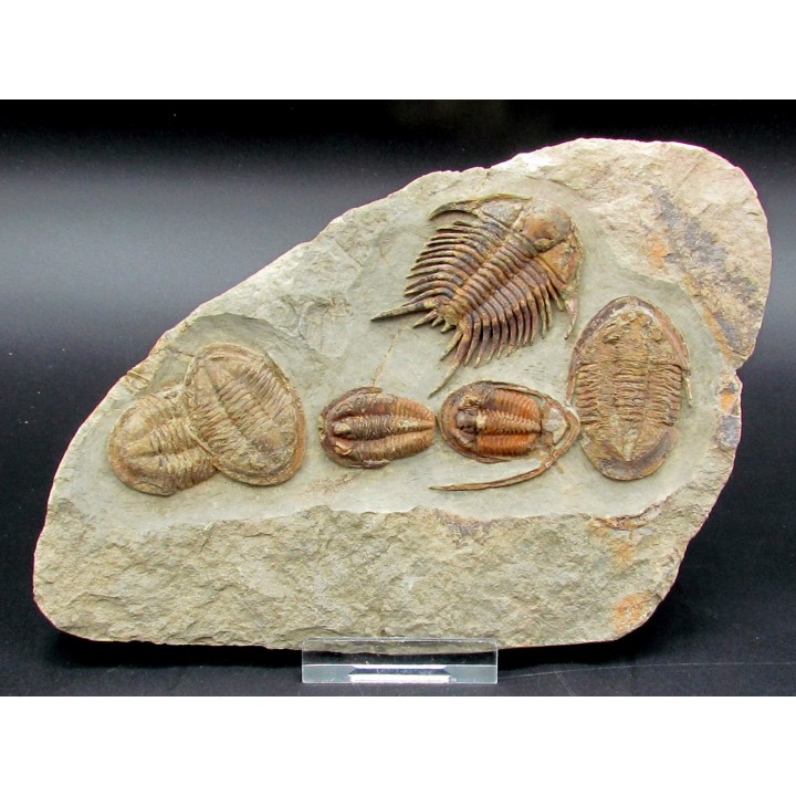 Foulonia sp. Asaphellus  Euloma sp.  ordovicien  Zagora, Maroc