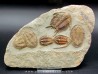 Foulonia sp. - Asaphellus - Euloma sp. ordovician , Morocco