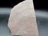 Dalle à Medusina Atava - Permien - Millau