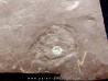 Dalle à Medusina Atava - Permien - Millau