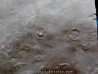 Dalle à Medusina Atava - Permien - Millau
