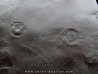 Dalle à Medusina Atava - Permien - Millau