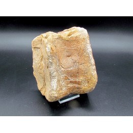 vertèbre de dinosaure théropode francais: Mégalosaure