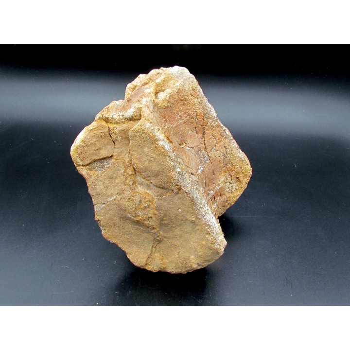 vertèbre de dinosaure théropode francais: Mégalosaure