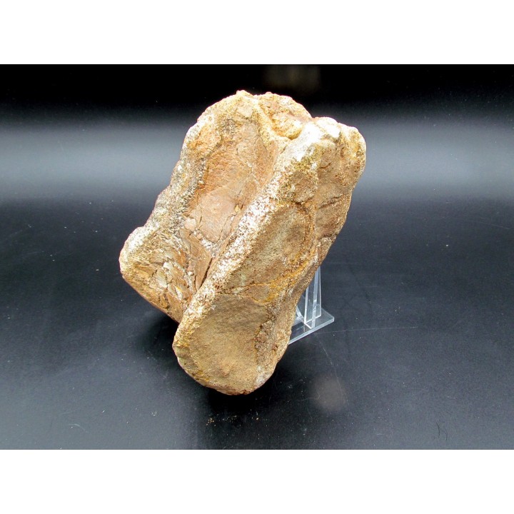 vertèbre de dinosaure théropode francais: Mégalosaure