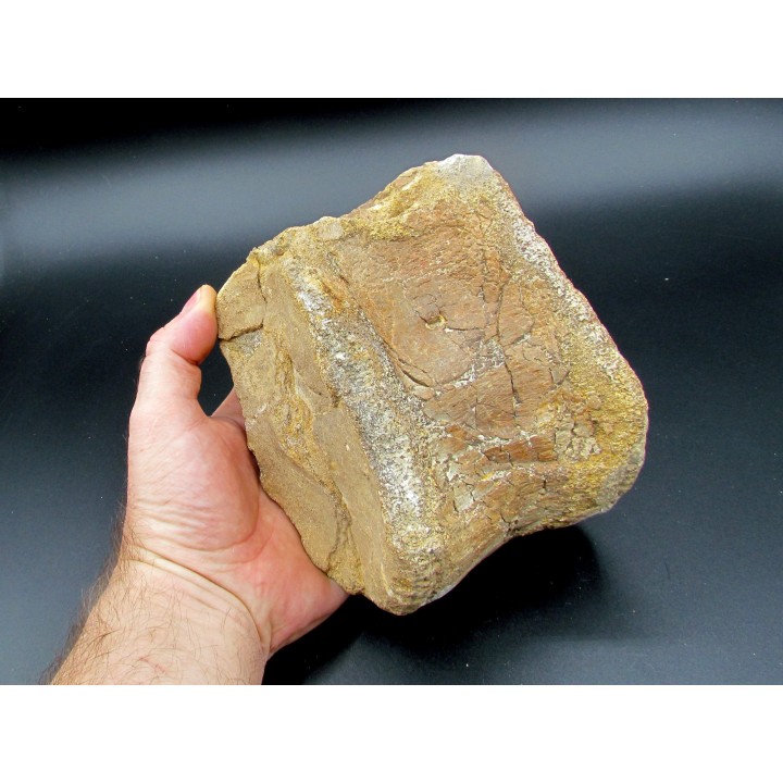 vertèbre de dinosaure théropode francais: Mégalosaure