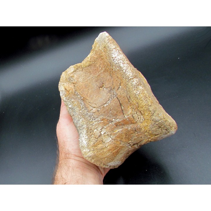 dinosaur theropod Mégalosaure vertebrae from France