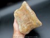 vertèbre de dinosaure théropode francais: Mégalosaure
