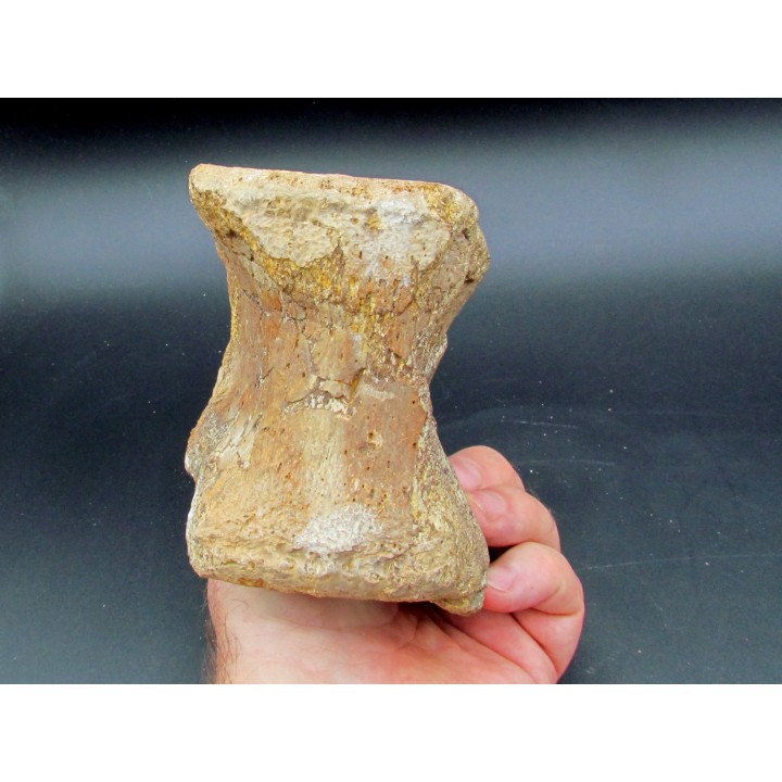 dinosaur theropod Mégalosaure vertebrae from France