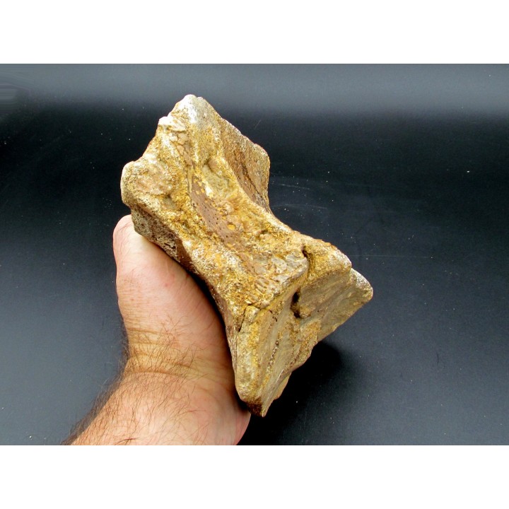 vertèbre de dinosaure théropode francais: Mégalosaure