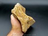 vertèbre de dinosaure théropode francais: Mégalosaure