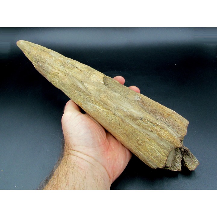 dinosaure horn: TRICERATOPS HORRIDUS
