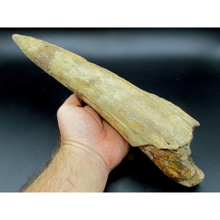 dinosaure horn: TRICERATOPS HORRIDUS