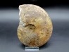 BEUDANTICERAS ALBENSE